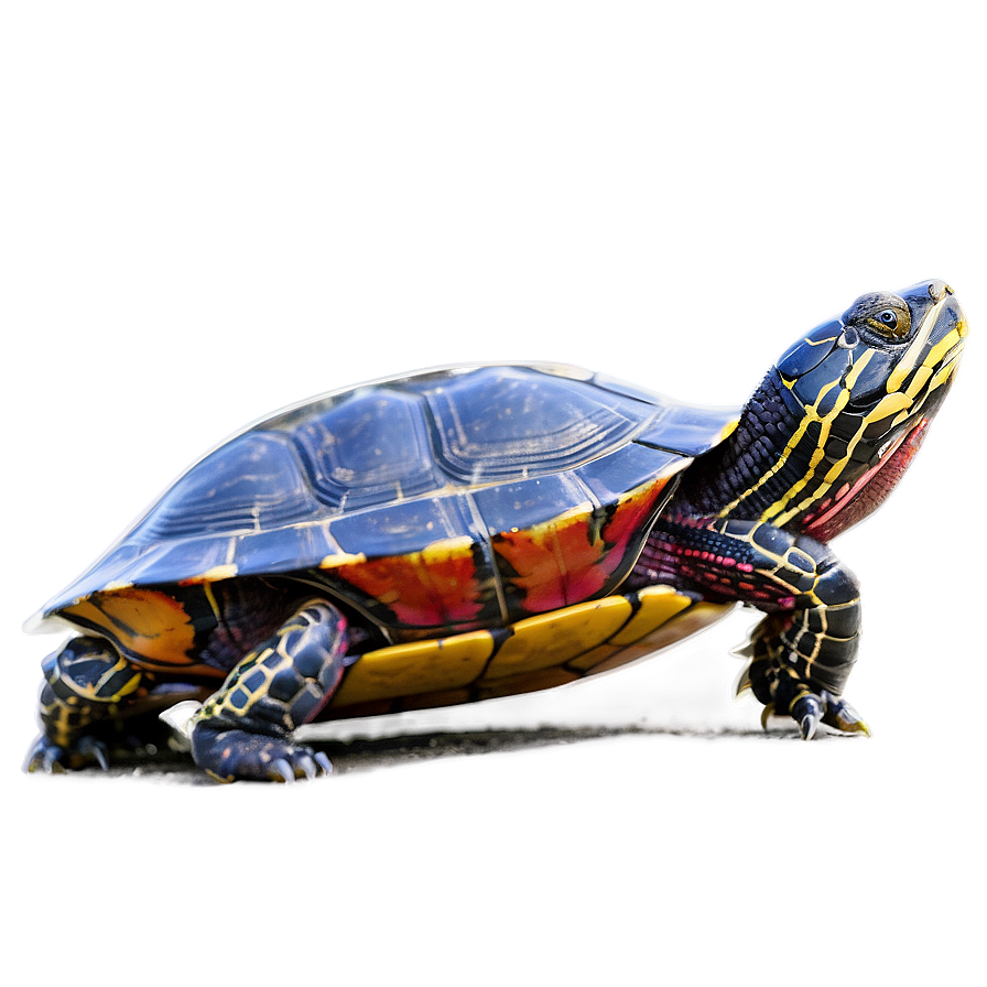 Painted Turtle Basking Png 06242024