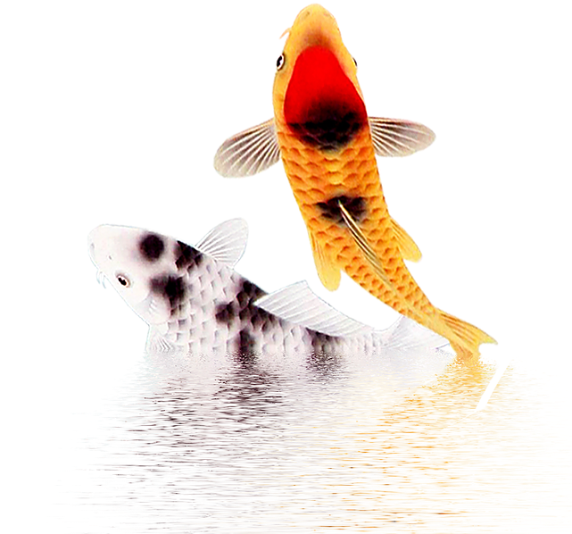 Pairof Koi Fish Swimming