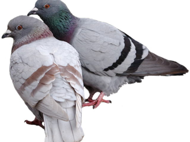 Pairof Pigeons Perching Together