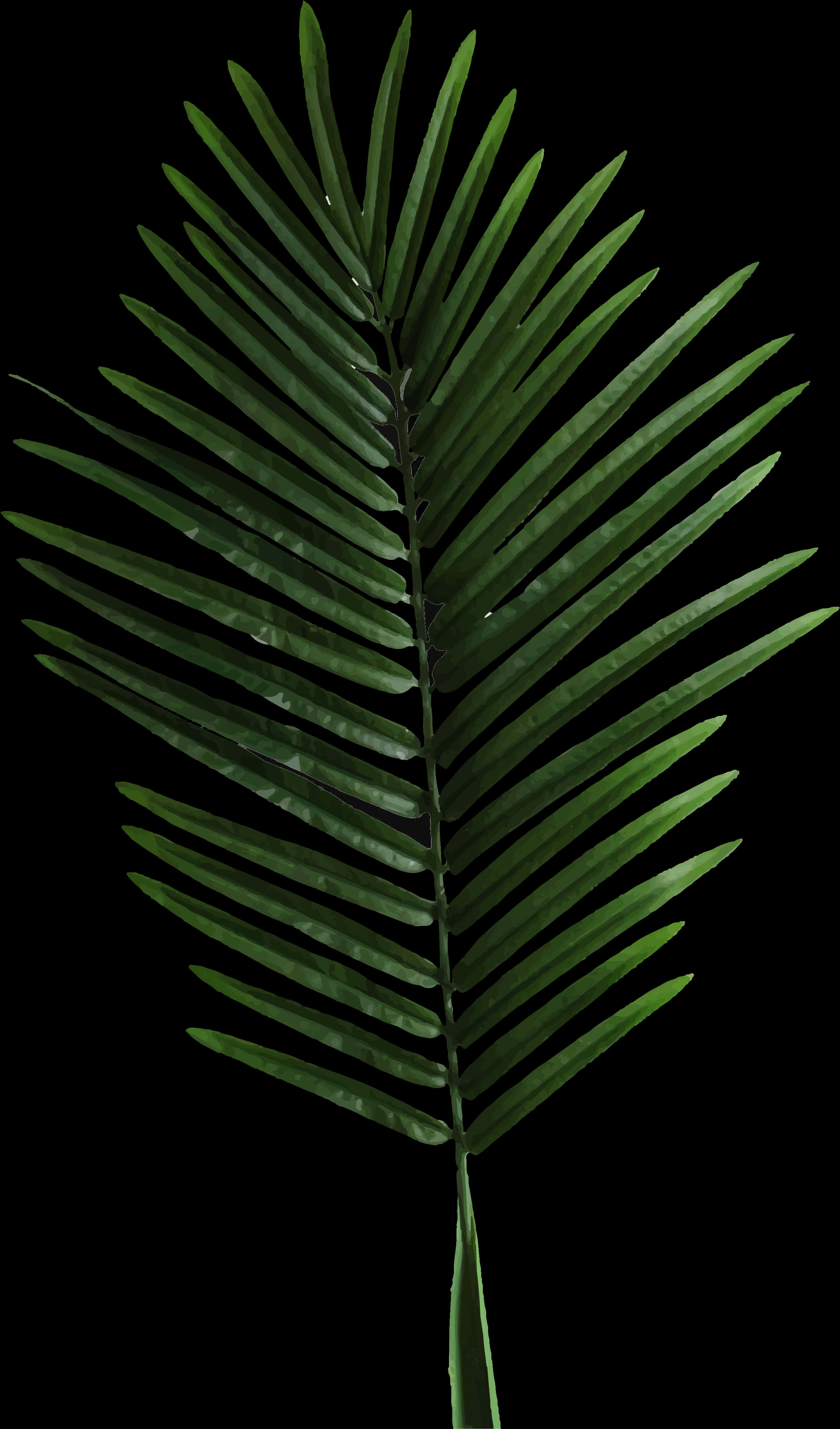 Palm Frond Isolatedon Black