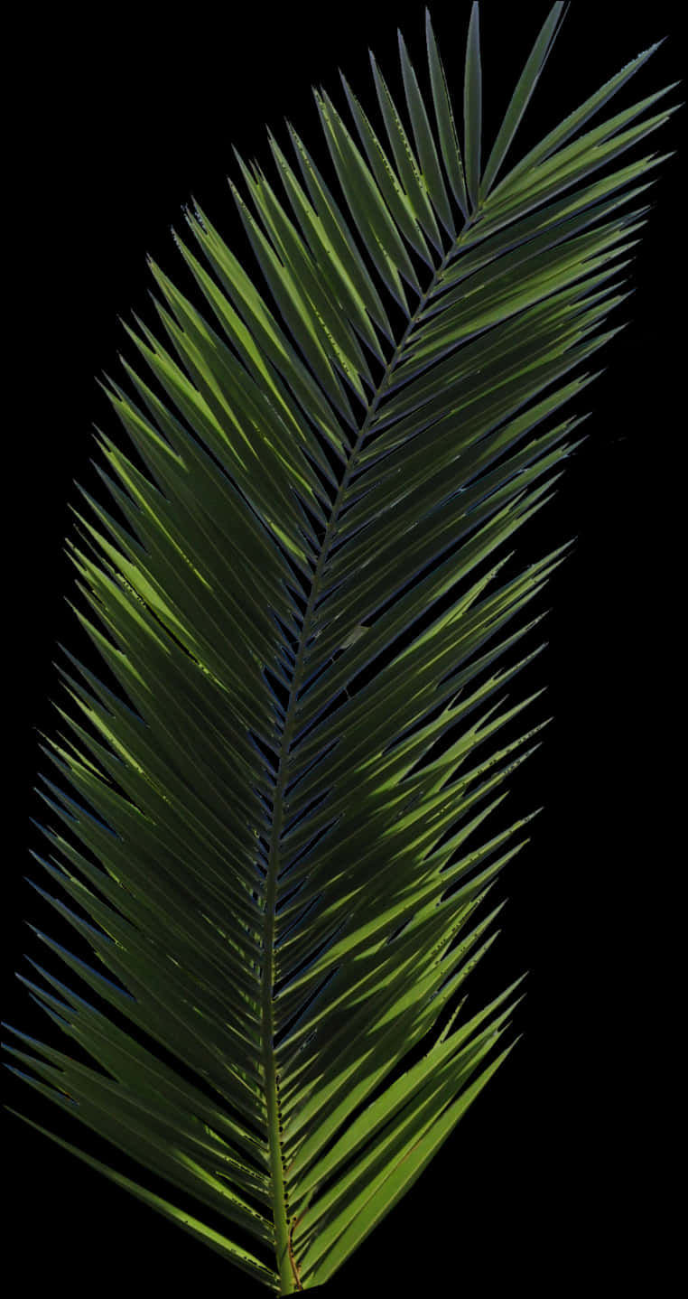 Palm Frond Isolatedon Black