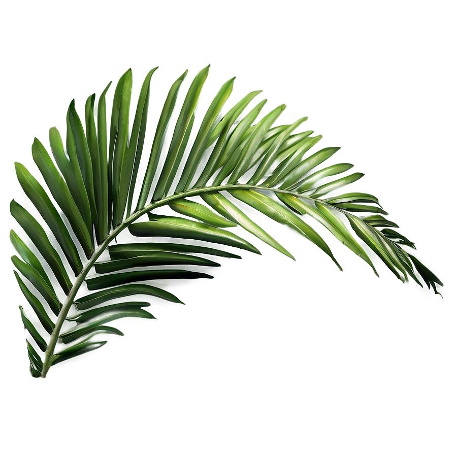 Palm Leaves Design Png Xia