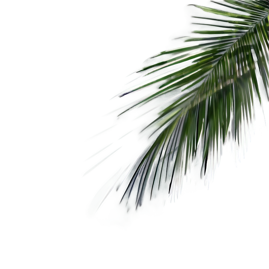 Palm Leaves Shadow Png Wkw83