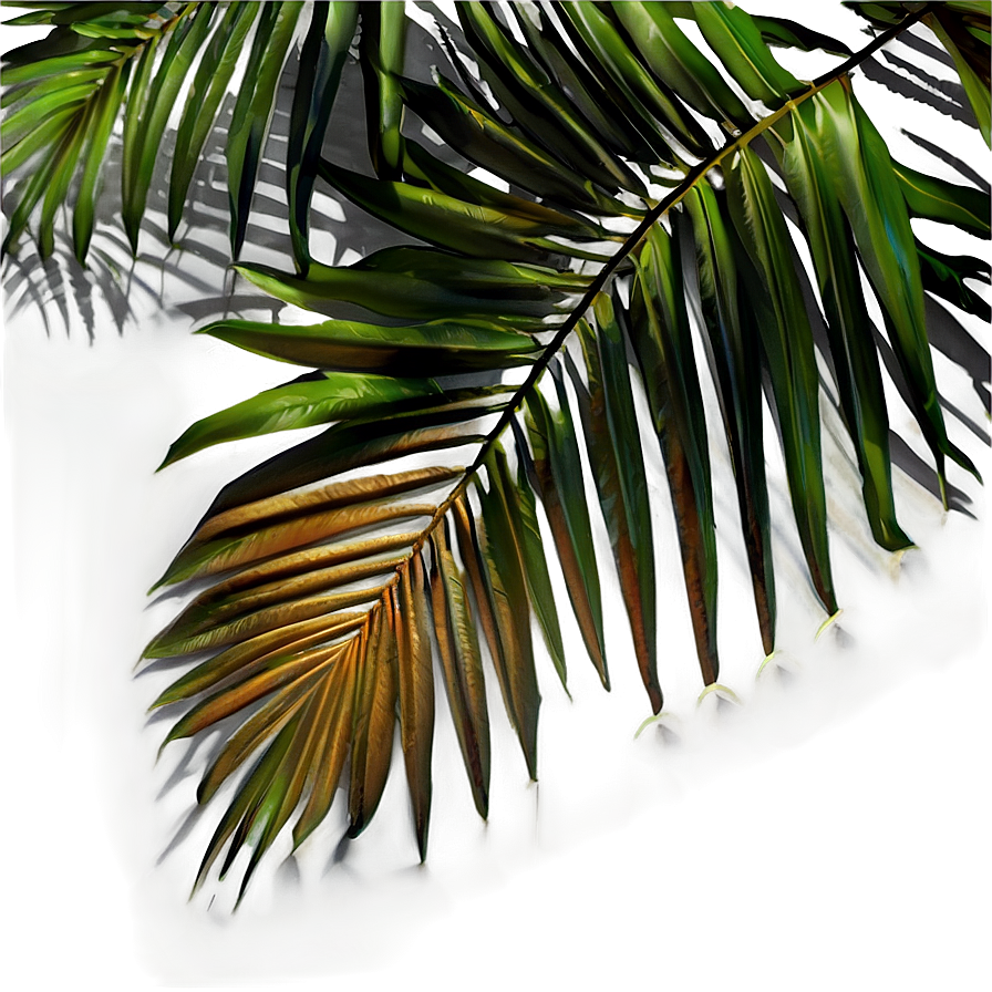 Palm Leaves Shadow Png Wos