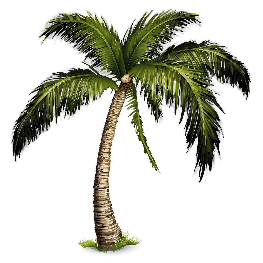 Palm Tree Illustration Png Evt