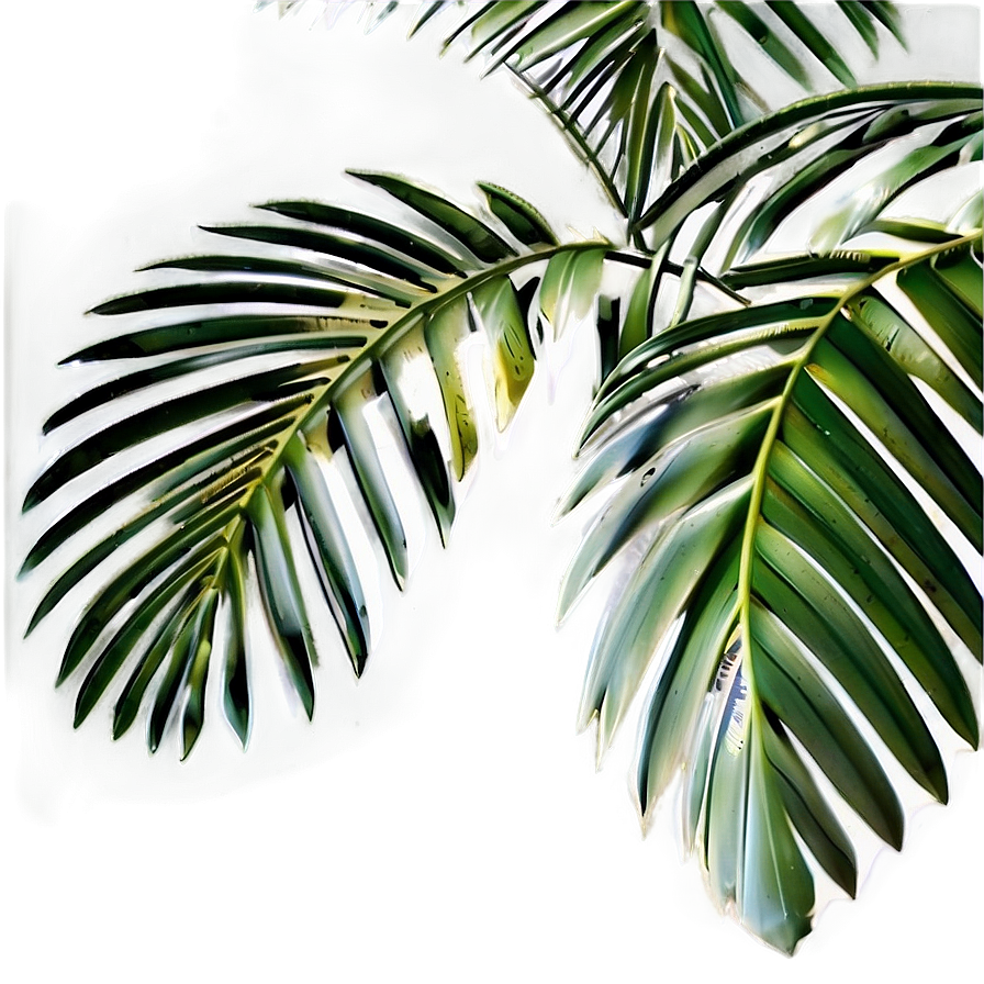 Palm Tree Leaf Png Nhx88