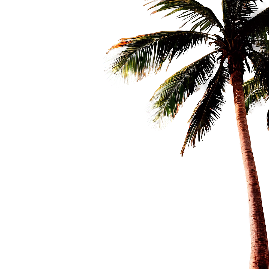 Palm Tree Sunset Background Png Xbs90