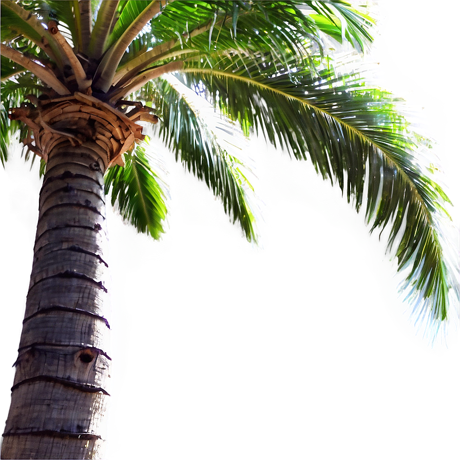 Palm Trees Clipart Png 41