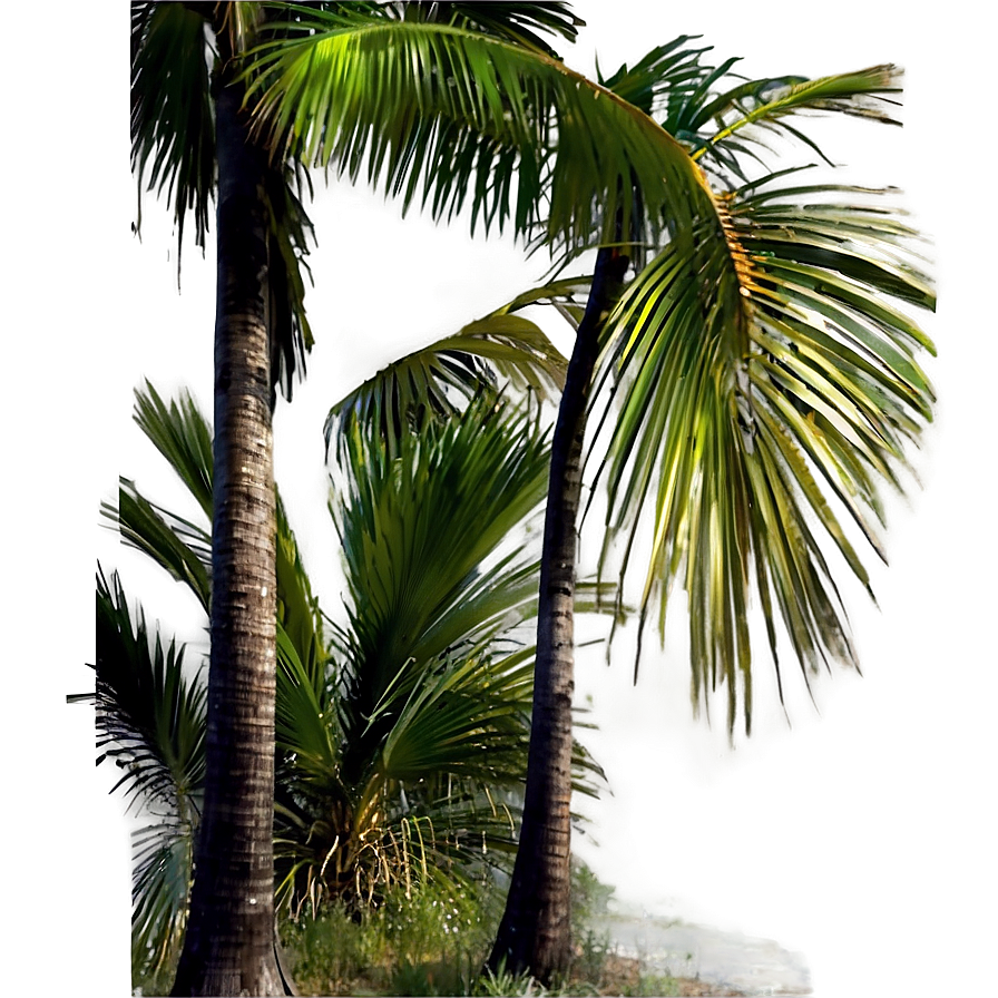 Palm Trees Landscape Png Erb