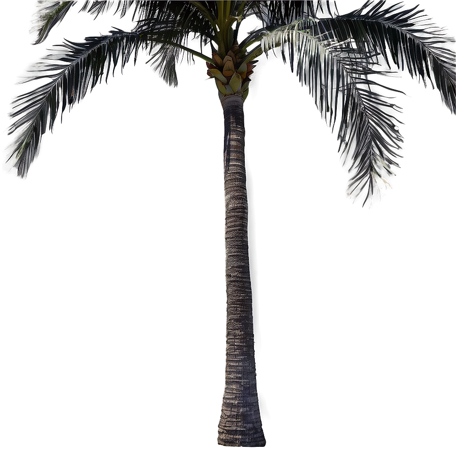 Palmera Wind Dance Png 06262024