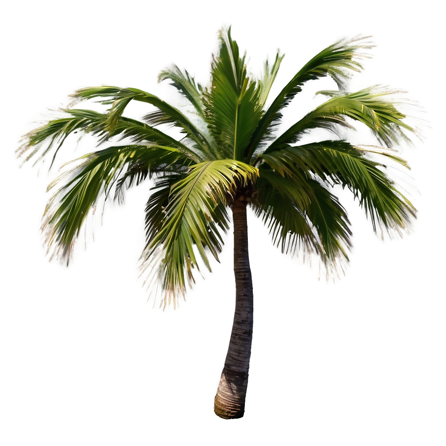 Palmera Wind Dance Png Kin94