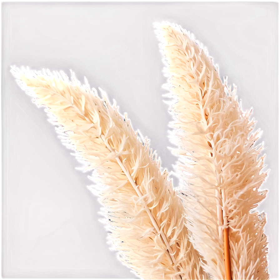 Pampas Grass Bouquet Png Ydx