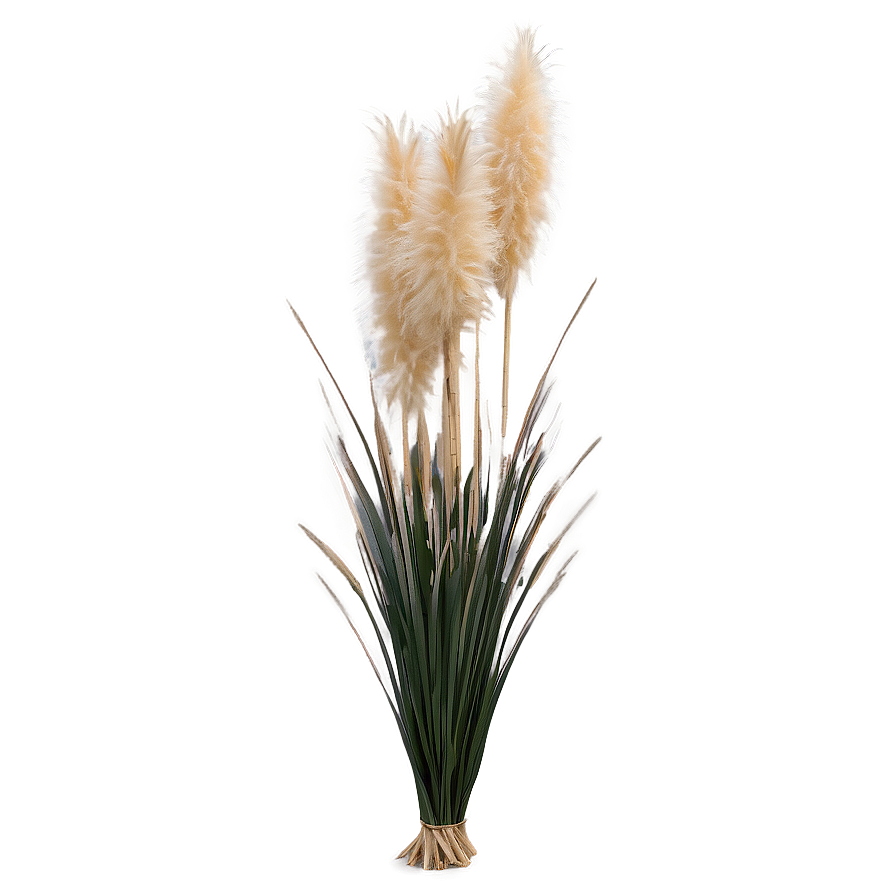 Pampas Grass Bundle Png Ker23