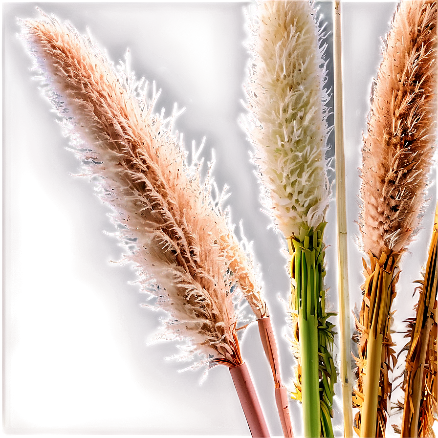 Pampas Grass Bundle Png She87