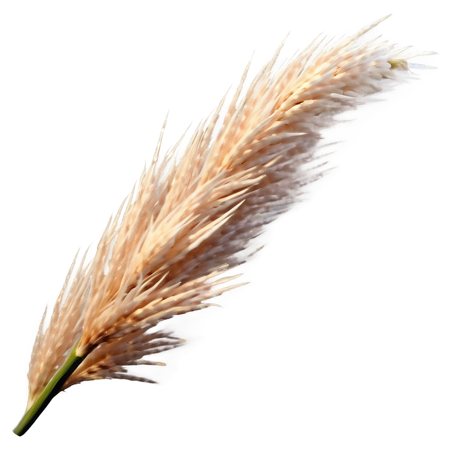 Pampas Grass Closeup Png 06272024