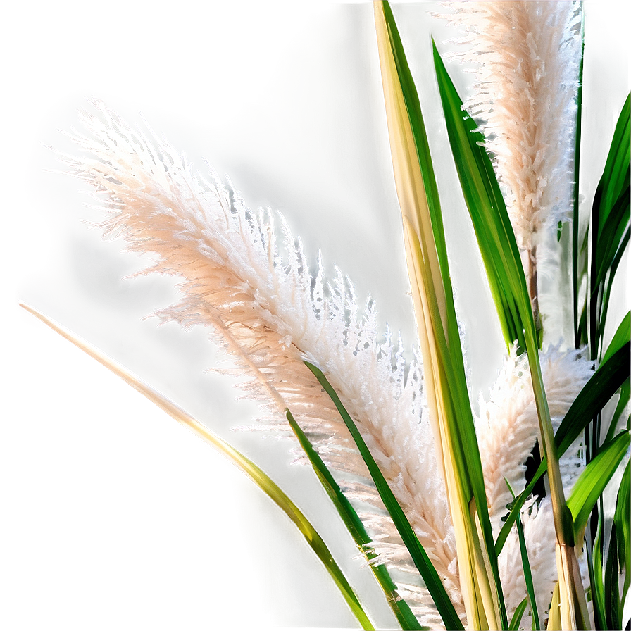 Pampas Grass Closeup Png 06272024