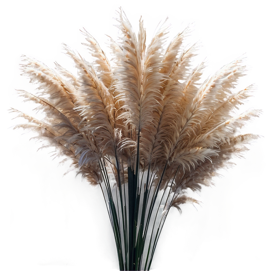 Pampas Grass Closeup Png Qcb51