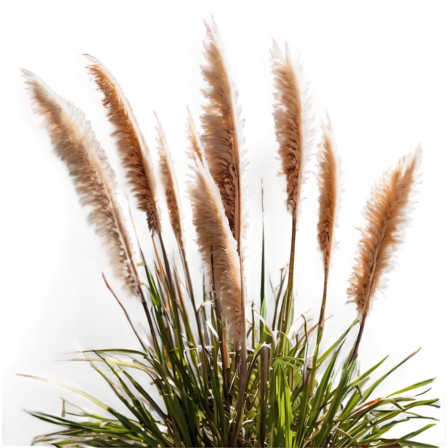 Pampas Grass Closeup Png Vgf51