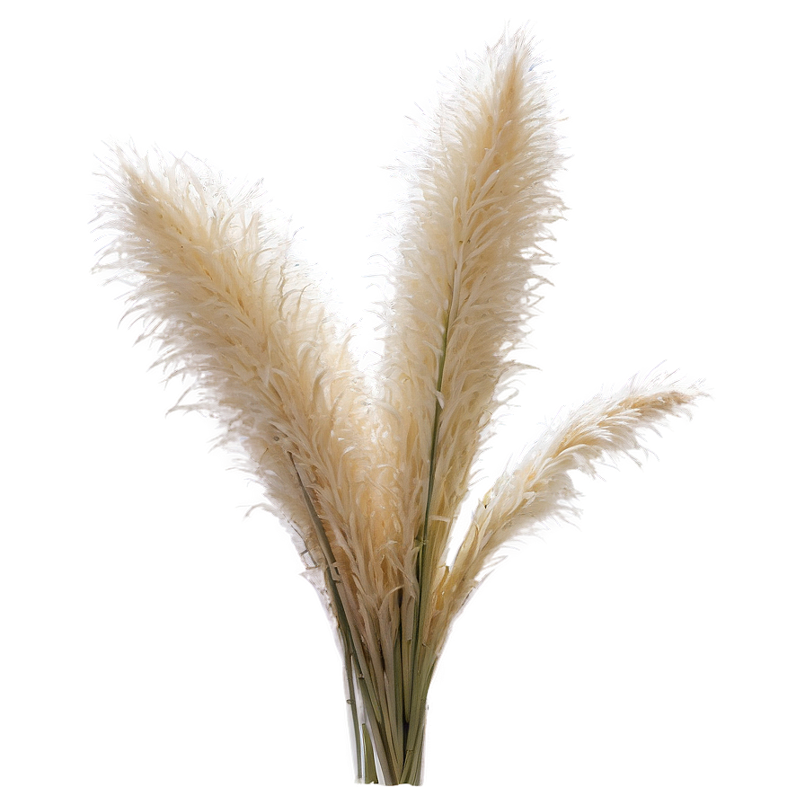 Pampas Grass Crown Png 06272024