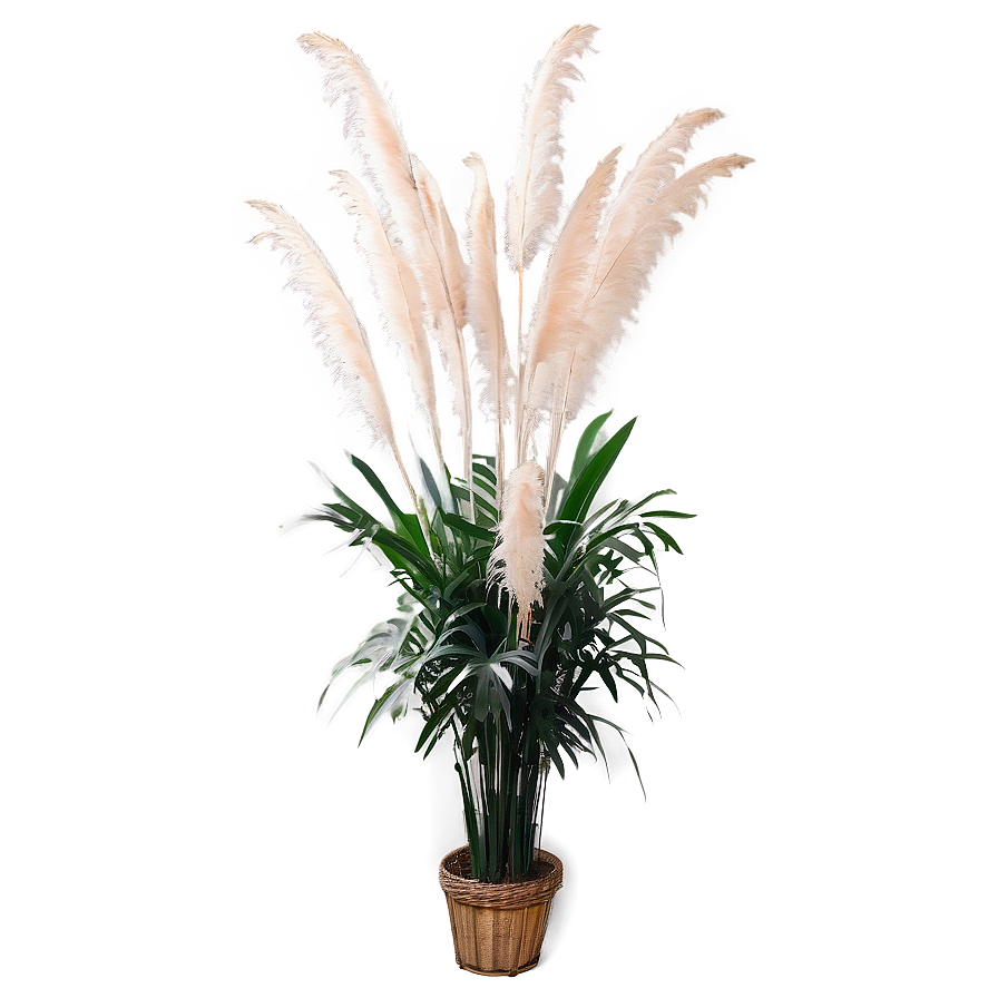 Pampas Grass Interior Png 06272024