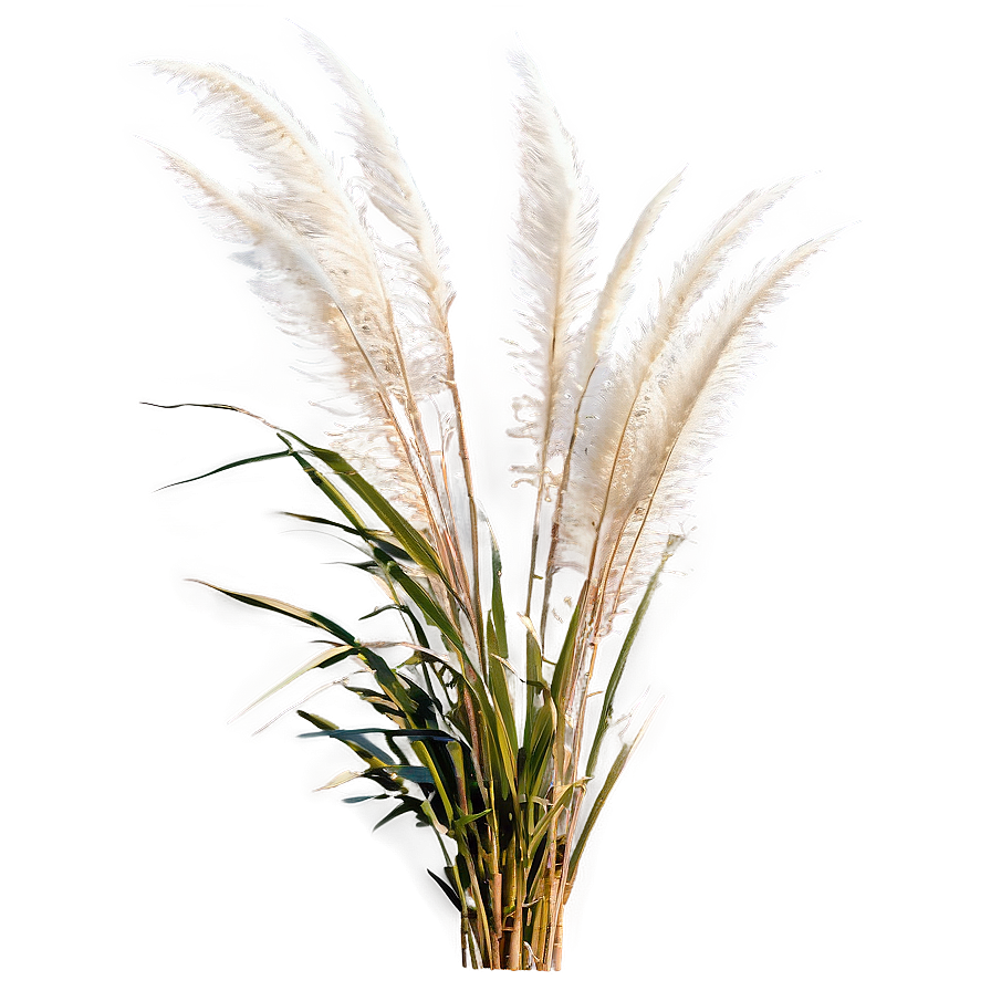 Pampas Grass On Beach Png 61