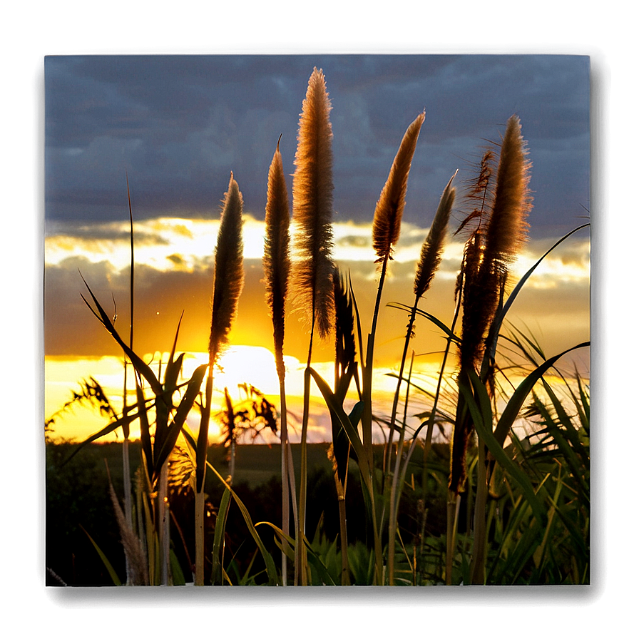 Pampas Grass Sunset Png 7