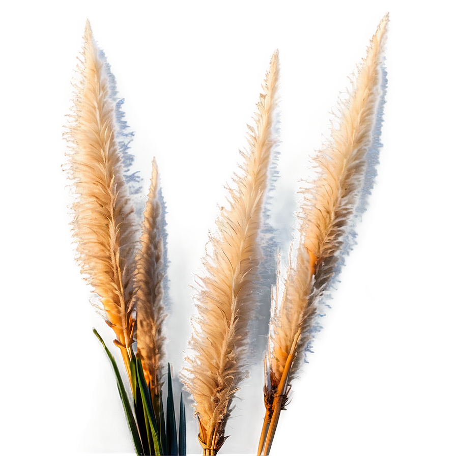 Pampas Grass Sunset Png Ppt41