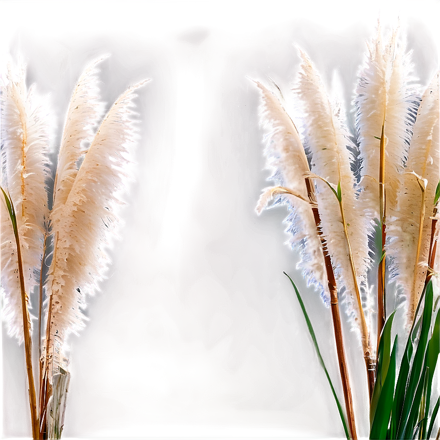 Pampas Grass With Dew Png 06122024