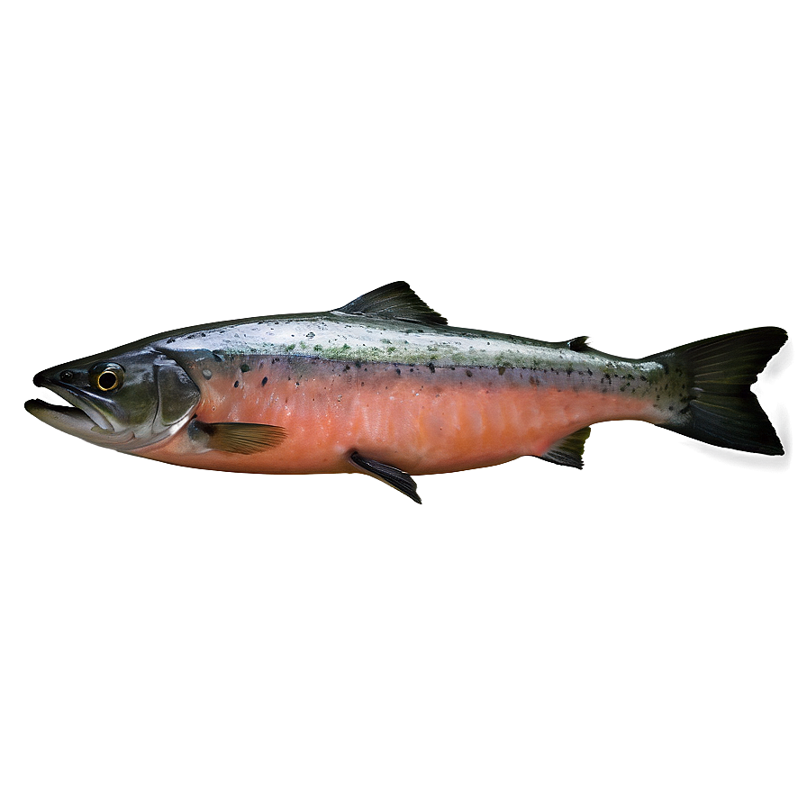 Pan-seared Salmon Png 05242024