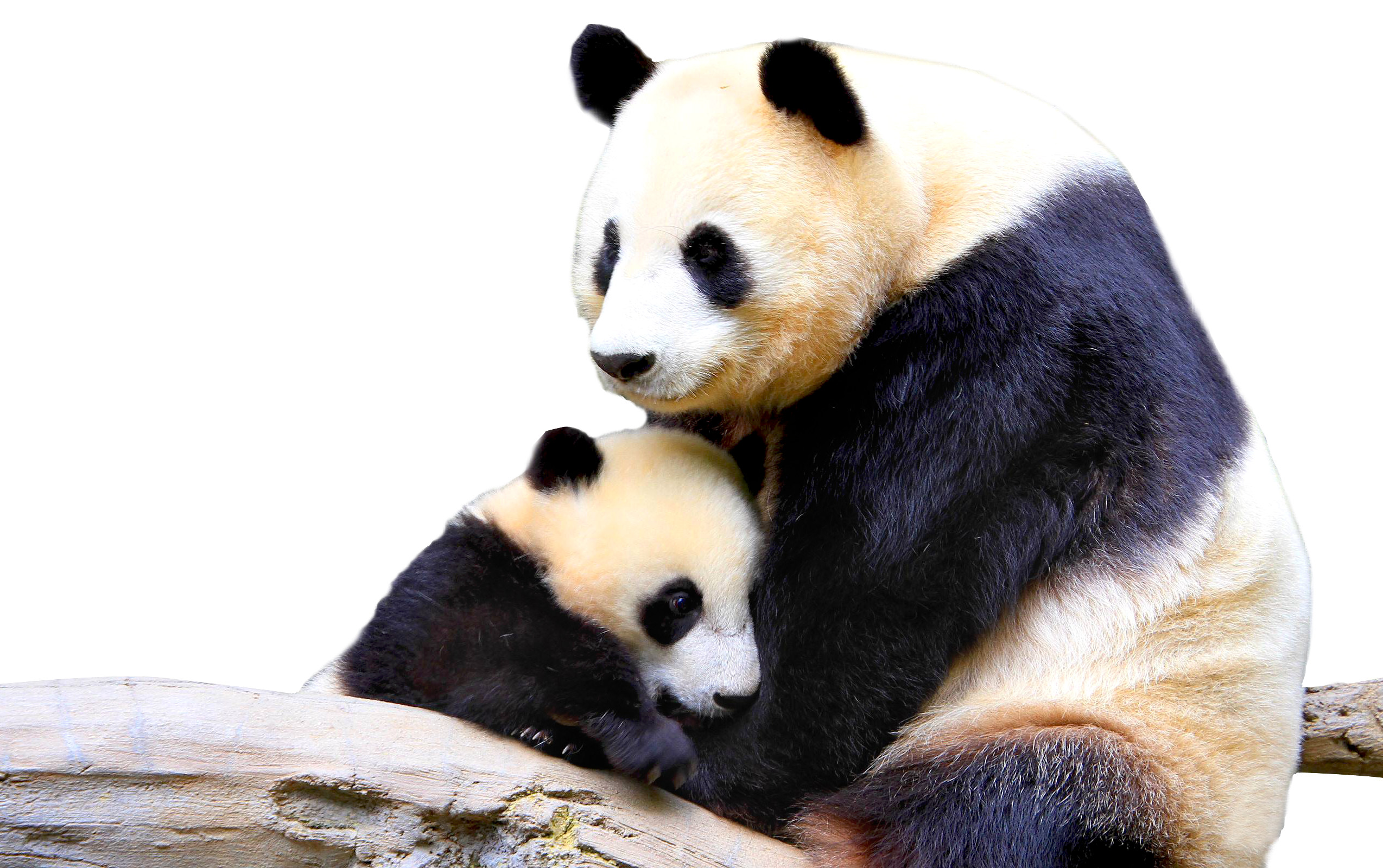 Panda Cuband Mother Embrace