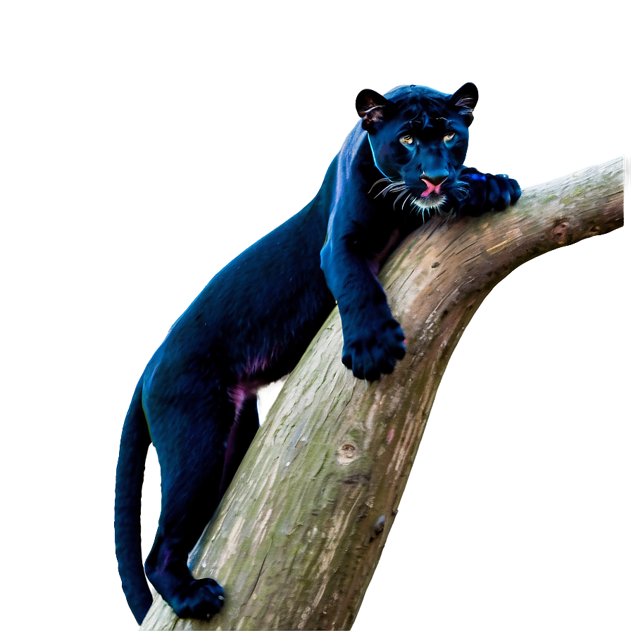 Panthers Family Wildlife Png Ubk98