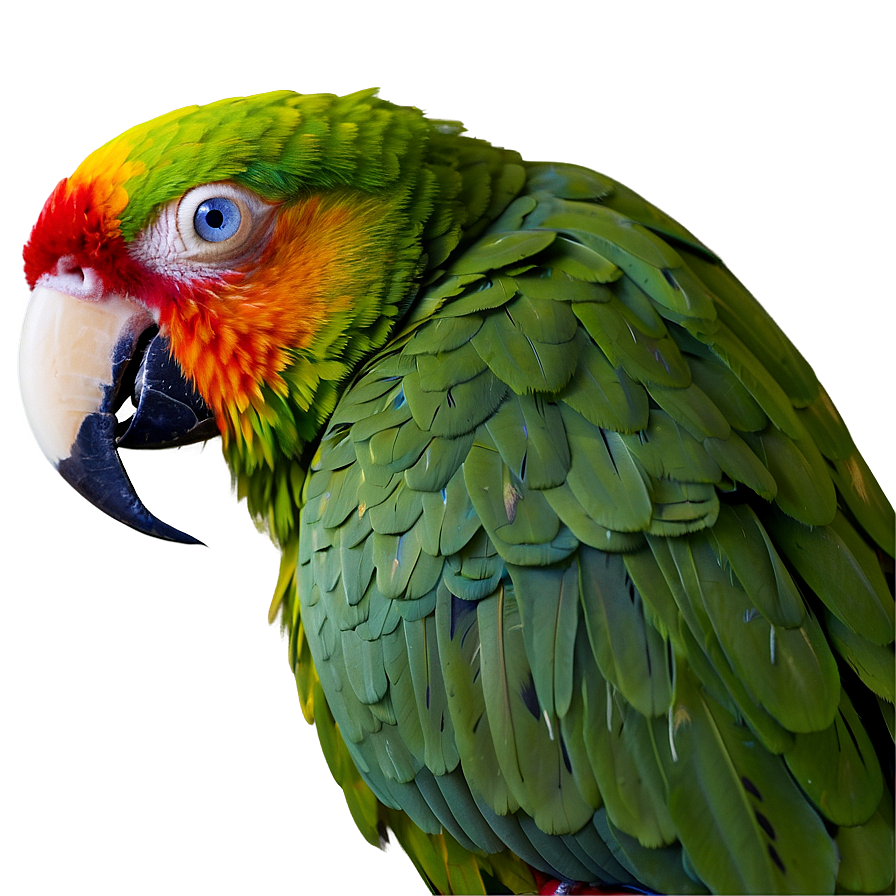 Parrot Beak Close-up Png 05242024