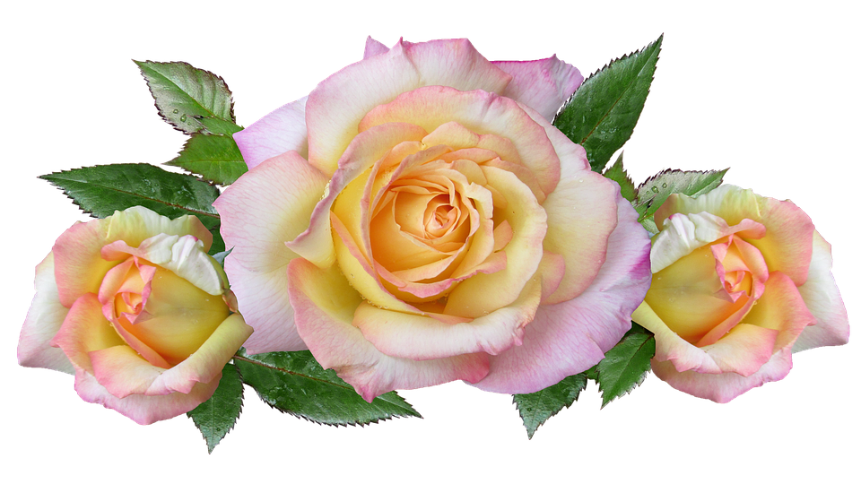 Pastel Yellow Pink Roses Transparent Background