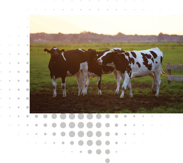 Pastoral Cattle Trioat Dusk