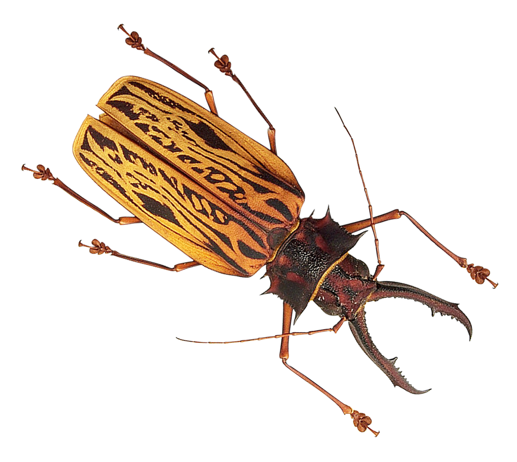 Patterned_ Longhorn_ Beetle_ Transparent_ Background