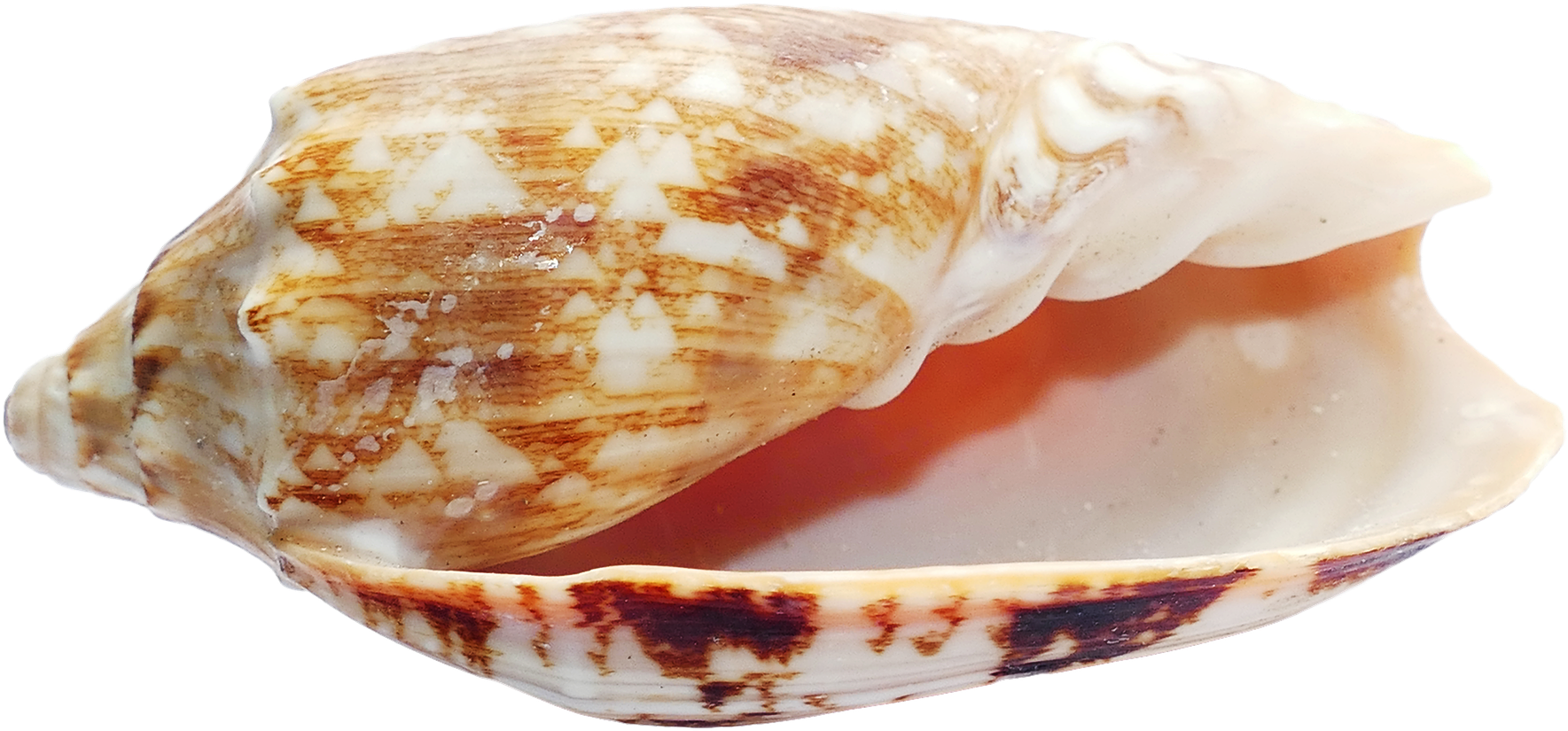 Patterned Seashell Isolated.png