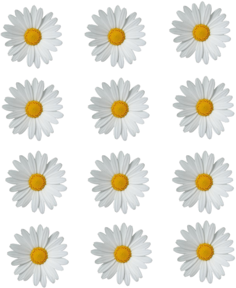 Patternof White Daisieson Gray Background
