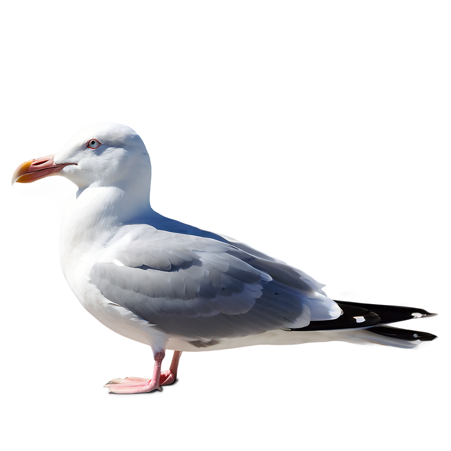 Peaceful Seagull Png Ief