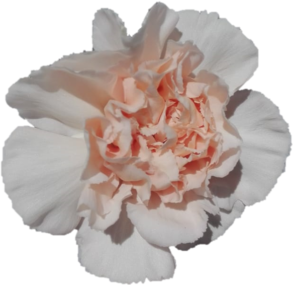 Peach Carnation Flower Bloom