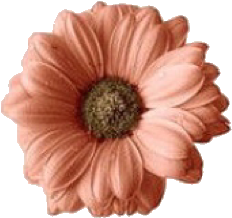 Peach Colored Gerbera Daisy