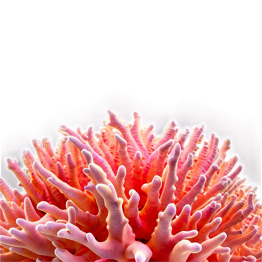 Peach Coral Reef Png Dsh28