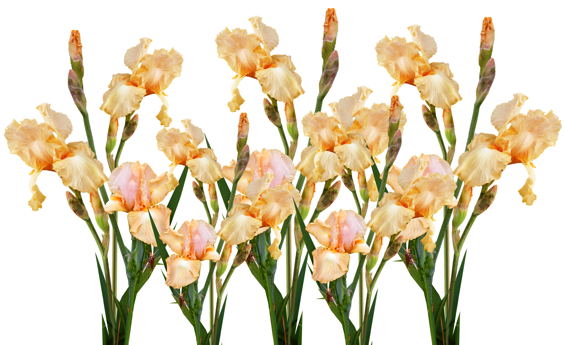 Peach Iris Bouquet Black Background