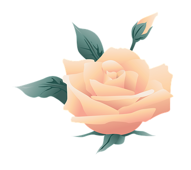 Peach Rose Illustration