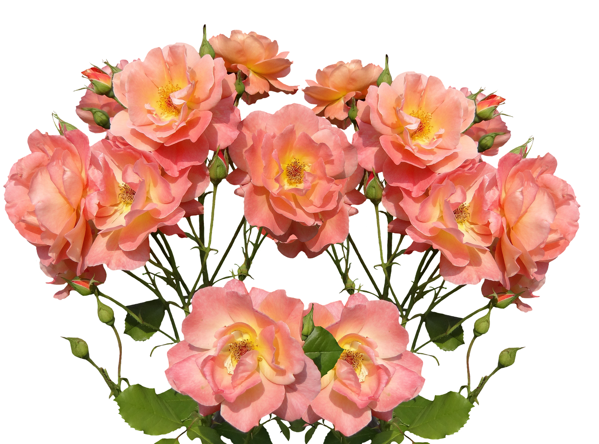 Peach Roses Black Background