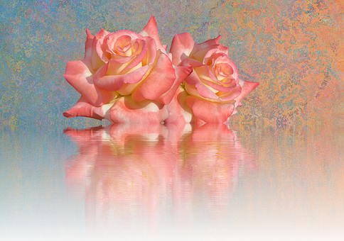 Peach Roses Reflection