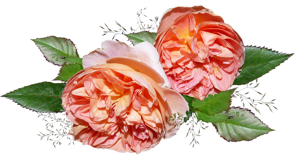 Peach Roses Transparent Background