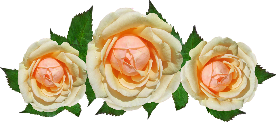 Peach Roses Transparent Background