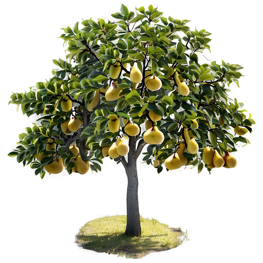 Pear Tree Png Sbr10