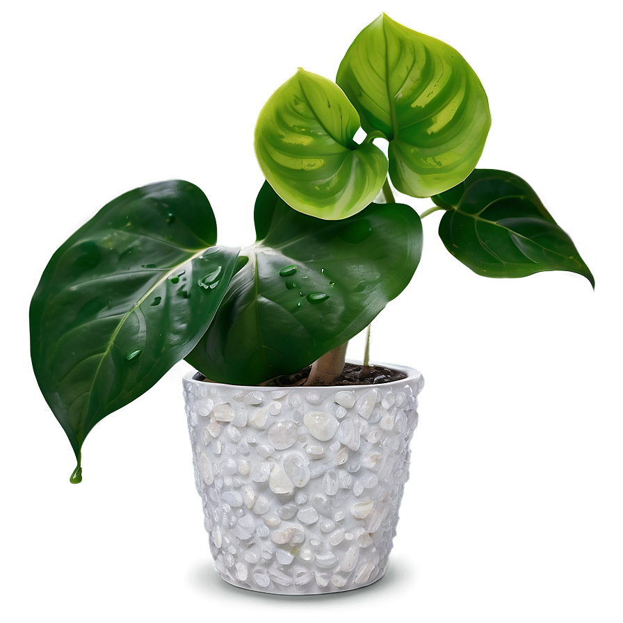 Pearl And Jade Pothos Differences Png Yen1