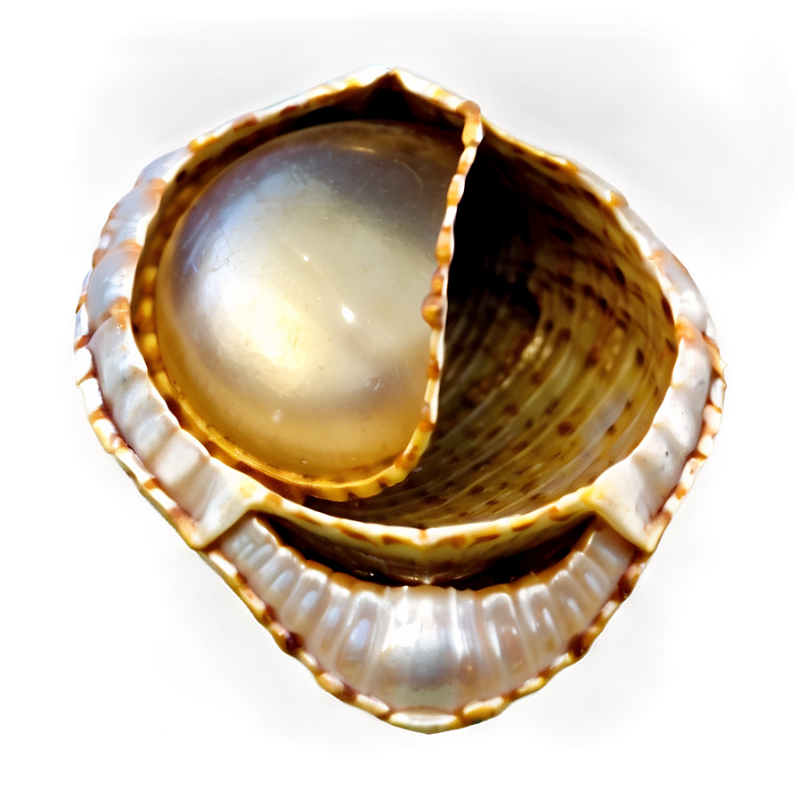 Pearl Inside Shell Png Nyc